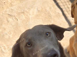 Female Labrador for sale