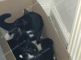 Kittens and mother for sale