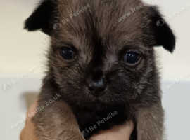 Tiny little dark brindle boy