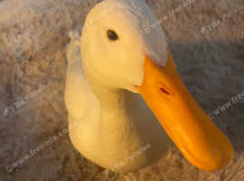 Urgently Wanted female duck