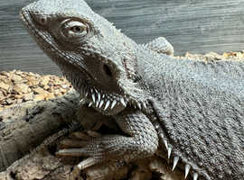 Bearded Dragon (female)