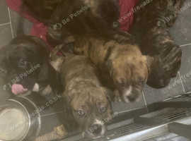 Cane corso/American bull cross pups for sale