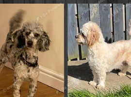 Blue Merle Miniature Poodle & Cavachon 3 year Old