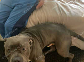 Cane corso boy