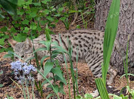 F3 TICA registered Pedigree Female Savannah