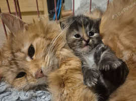 Maine coon x bsh kittens