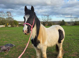 12.2 pony