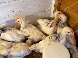 Chickens for sale