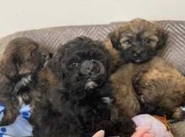 Small mixed breed puppies for sale hot sale near me