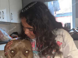 American bully