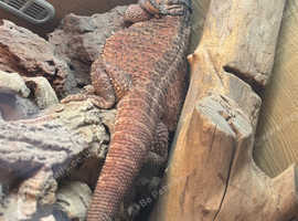 Bearded dragon