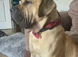 21 month pressa canario