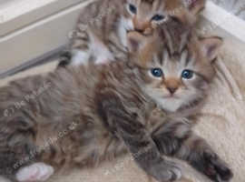 Kittens