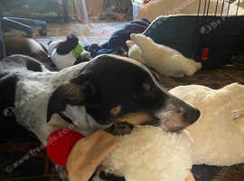 Smart and Loyal Border Collie x Heeler - Meet Luca