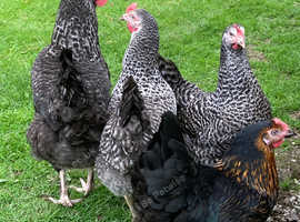 Speckldy p.o.l pullets for sale.