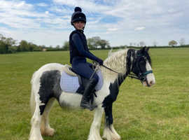 Genuine children's pony 12.2