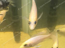 Malawi peacock for sale