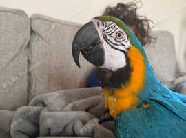 Harvey. 2 year old blue and gold macaw tame