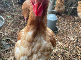 Ex battery hens