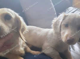 Stunning isabella dapple puppy