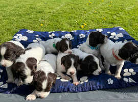 Liver and White English Springer Spaniel puppies
