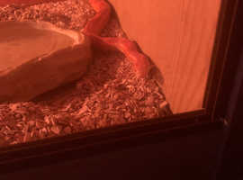 M&F corn snake & everything you need