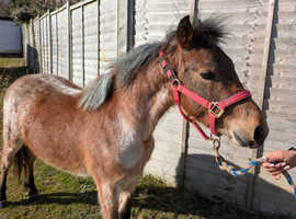 2 yr old New forest colt