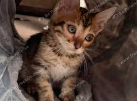 Bengal kitten