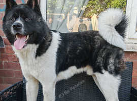 Akita Male