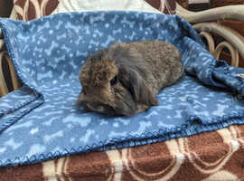 Rabbit