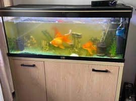Two fish tanks stocked