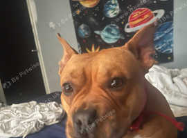 Foxy mixed pocket bully 2 years old