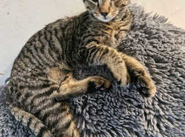 Lovely kitten need a home