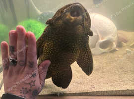Urgent REHOME Large Sailfin Pleco