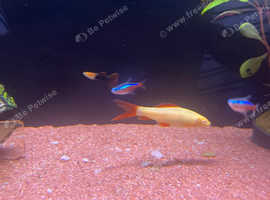 Albino Ruby Shark