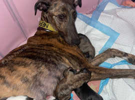 Whippet x greysaluki puppies for sale