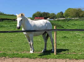 14.2 Registered Connemara Gelding Happy Hacker 18yrs old