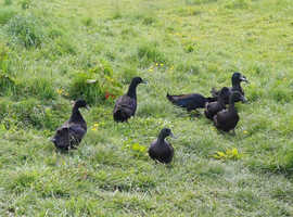 CAYUGA FERTILISED DUCK EGGS