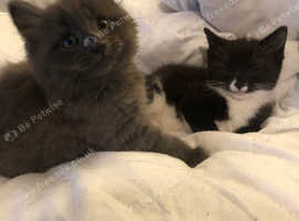 2 half nebelung male kittens