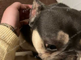 French bulldog
