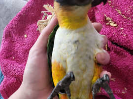 4 months old black headed caique parrot