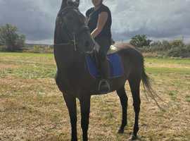 15.1/15.2h safe as houses happy hacker/ alrounder gelding