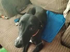 2 year old girl whippet read discription