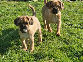Pugaliers