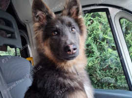 Male German Shepherd