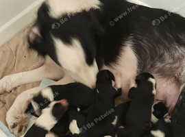 Sprollie Puppies