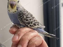 Tame baby budgie