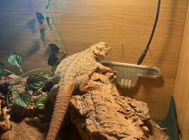 Female bearded dragon and viv for sale
