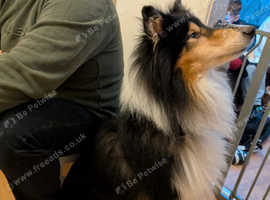 Lovely rough collie boy 8/9 years old