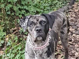 Merle cane corso 2024 puppies for sale